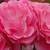 Różowy  - Róże miniaturowe - Moana